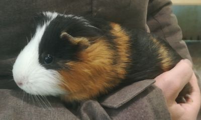 Merlin