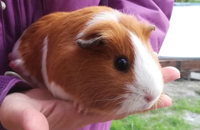 Peppa Wutz