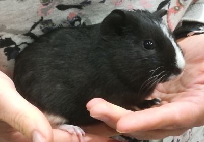 Sammy